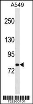 PCDHA1 Antibody (Center)
