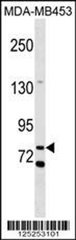 COL12 Antibody (N-term)