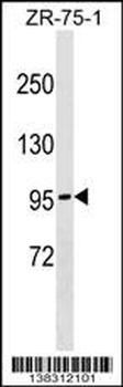 NDST4 Antibody (N-term)