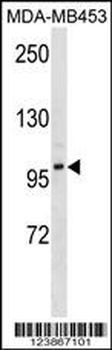 DMGDH Antibody (C-term)