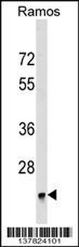 BRI3BP Antibody (Center)