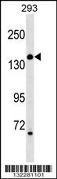 ARHGEF18 Antibody (N-term)