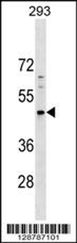 PNMA5 Antibody (C-term)
