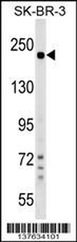 SHROOM2 Antibody (Center)