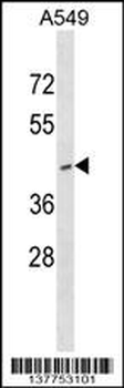 RNF165 Antibody (N-term)