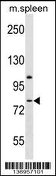 LPHN3 Antibody (N-term)
