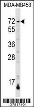 AMIGO3 Antibody (Center)