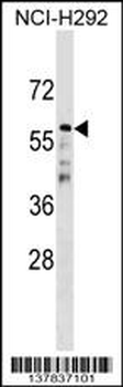 CDC20B Antibody (N-term)