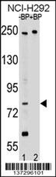 APPL2 Antibody (N-term)