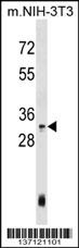Mouse Hoxc4 Antibody (Center)
