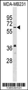 NELF Antibody (C-term)