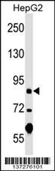 PGBD1 Antibody (Center)