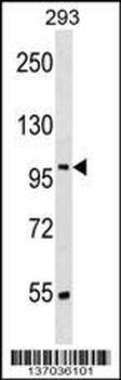 SRRT Antibody (N-term)