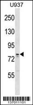 OS9 Antibody (C-term)