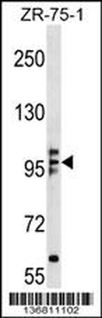 KIF20A Antibody (N-term)