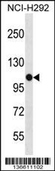 PBXIP1 Antibody (C-term)