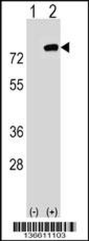 PBXIP1 Antibody (C-term)