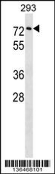 CPNE3 Antibody (C-term)