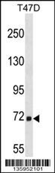 MARCH7 Antibody (N-term)