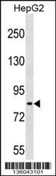 TSC22D2 Antibody (N-term)