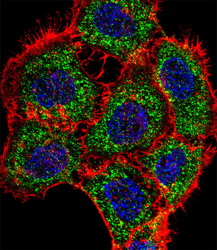 TSC22D2 Antibody (N-term)