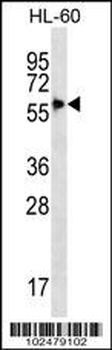 SIGLEC9 Antibody (C-term)