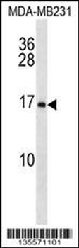 MFAP2 Antibody (N-term)