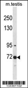 Mouse Clk3 Antibody (N-term)