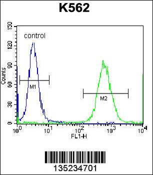 CTF1 Antibody (C-term)