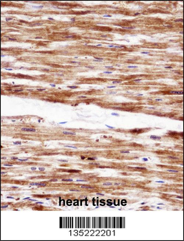 RGS5 Antibody (N-term)