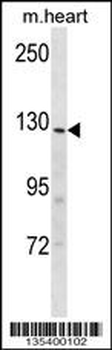 Mouse Insrr Antibody (C-term)