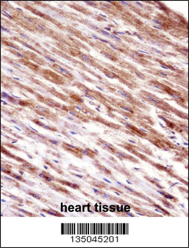 HSPBP1 Antibody (N-term)