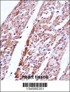 FST Antibody (C-term)
