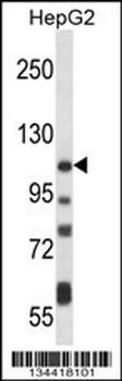 ATP2B4 Antibody (C-term)