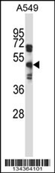 S1PR5 Antibody (Center)