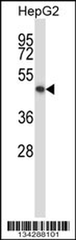 KCNK10 Antibody (C-term)