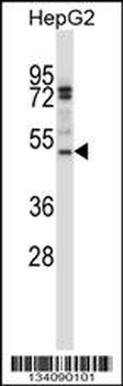 TRIP6 Antibody (N-term)