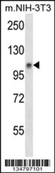 Mouse Jak1 Antibody (N-term)