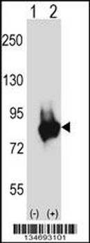 Mouse Prkd3 Antibody (N-term)