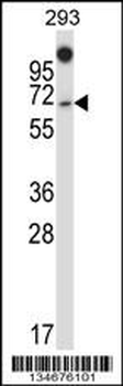 NUMBL Antibody (C-term)