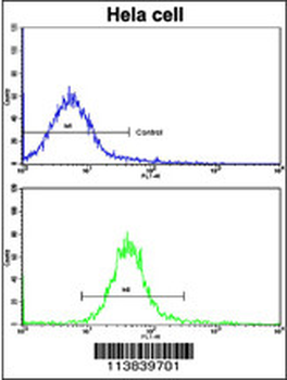 Nanos Homologue 1 (NANOS1) Antibody (C-term)