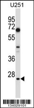 HES1 Antibody (N-term)