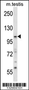 SNX14 Antibody (Center)