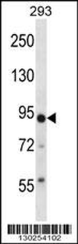 TRIM36 Antibody (Center)