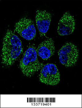 TNFRSF11B Antibody (Center)