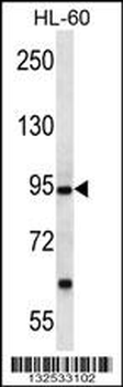PCDHA12 Antibody (N-term)