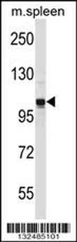 GPRASP2 Antibody (N-term)