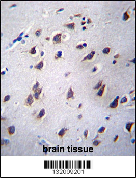 LSM12 Antibody (C-term)
