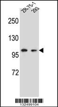GRIP2 Antibody (Center)