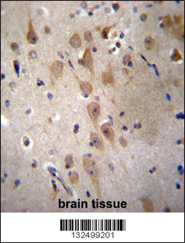 GRIP2 Antibody (Center)